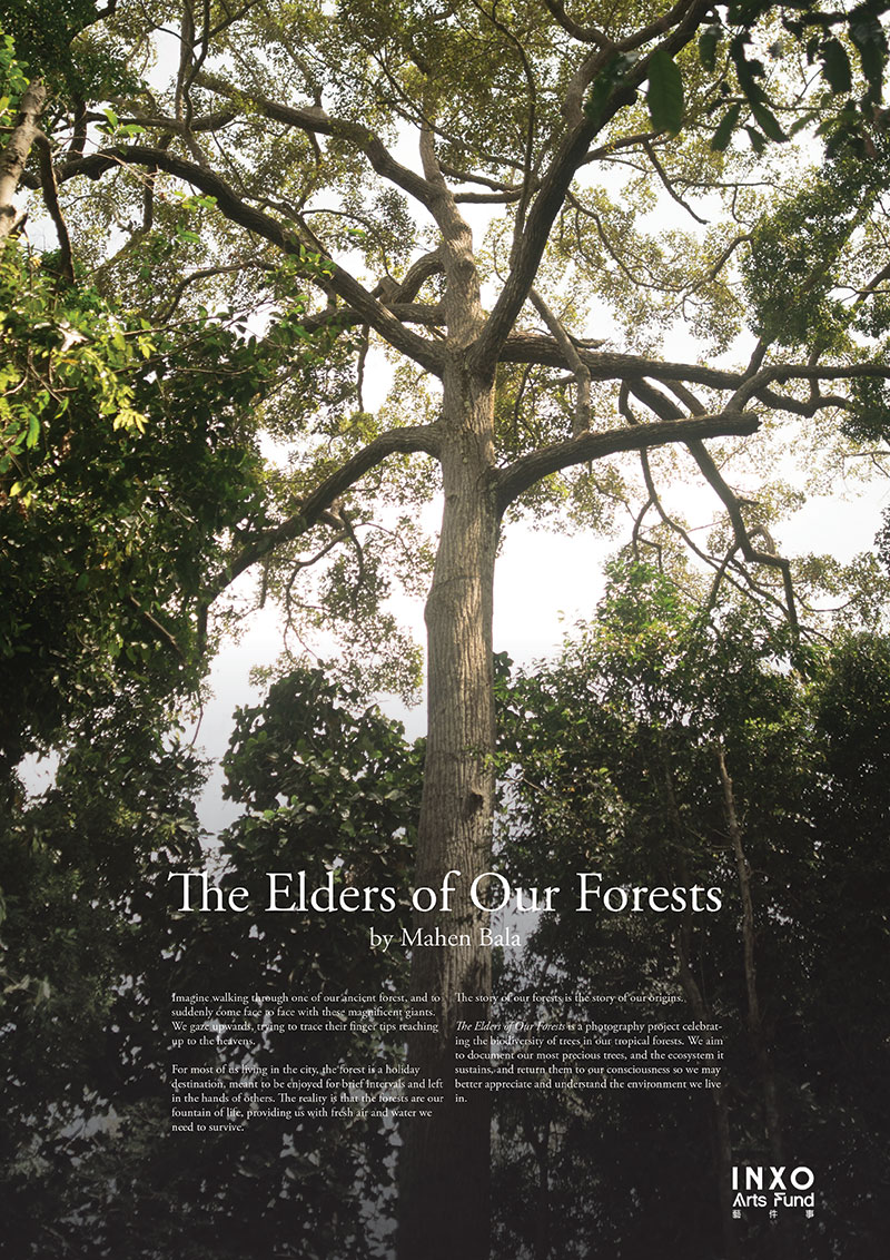 Elders of Our Forests